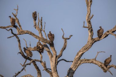Beyaz sırtlı akbaba (Gyps africanus) grubu Güney Afrika 'daki Kruger Ulusal Parkı' ndaki ölü ağaca tünedi.