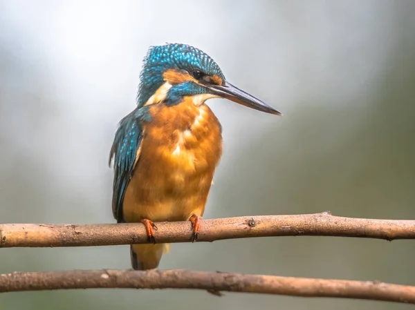 ヨーロッパの一般的なカワセミ Alcedo Atthis が川の上の枝に群がっていて カラフルな背景の魚を探していました このスズメの大きさの鳥はユーラシアと北アフリカに広く分布している — ストック写真