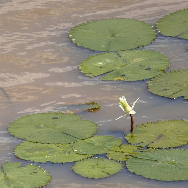 Giant water lily in Pioneer reservoir near Mopani restcamp in Kruger national park South Africa