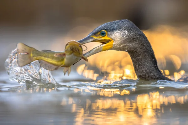 Kormorane Phalacrocorax Carbo Fressen Schwarzen Bullhead Ameiurus Melas Der Csaj — Stockfoto