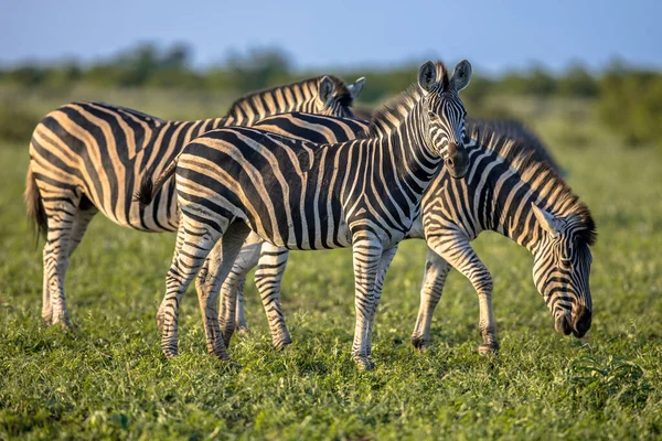 Três Zebras Comuns Equus Quagga Pastando Savana Arbustiva Parque Nacional — Fotografia de Stock