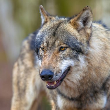 Tehlikeli Avrasya Gri Kurdu (Canis lupus) bir kurban arıyor. Canis cinsinin en uzman üyesidir, büyük avları avlamak için morfolojik adaptasyonları, daha girişken doğası ve yüksek advanı ile gösterildiği gibi.