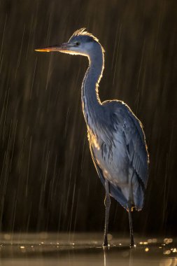 Gri balıkçıl silueti (Ardea cinerea) geceleri Csaj Gölü, Kiskunsagi Ulusal Parkı, Pusztaszer, Macaristan 'da avlanmaktadır. Şubat.