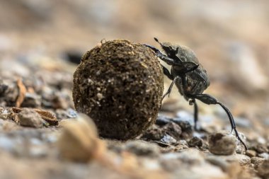 Gübre böceği problemleri çözerken çakıl taşlarını yokuş yukarı yuvarlamaya çalışıyor.