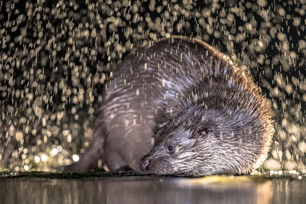 European Otter Lutra Lutra Shallow Water Night Kiskunsagi National Park — Stock Photo, Image