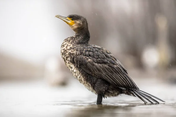 Grande Cormorano Phalacrocorax Carbo Piedi Sotto Pioggia Sul Lago Csaj — Foto Stock