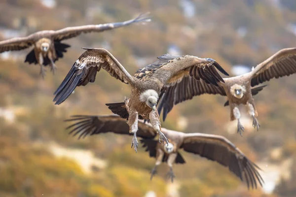 Griffon Gieren Gyps Fulvus Groep Vliegen Mistige Omstandigheden Spaanse Pyreneeën — Stockfoto