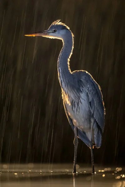 Silueta Garza Gris Ardea Cinerea Cazando Por Noche Lago Csaj — Foto de Stock