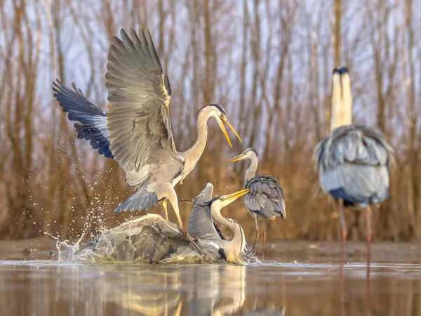 Zwei Graureiher Kämpfen Das Territorium Csaj See Kiskunsagi Nationalpark Pusztaszer — Stockfoto