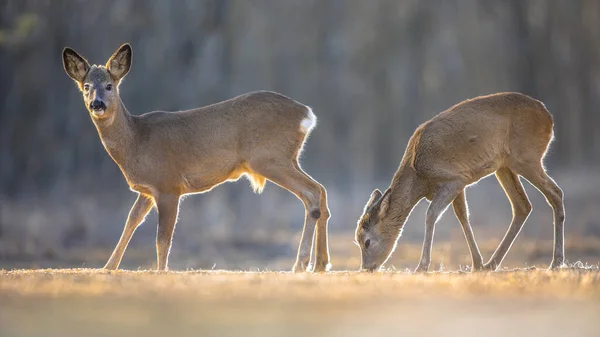 Dva Jeleni Capreolus Capreolus Mýtině Národním Parku Kiskunsagi Pusztaszer Maďarsko — Stock fotografie