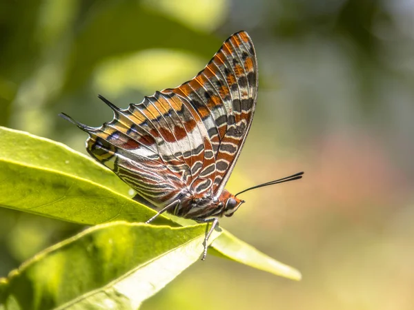 Two Tailed Pasha Charaxes Jasius Butterfly Perched Green Leaves Sun — Stock Photo, Image