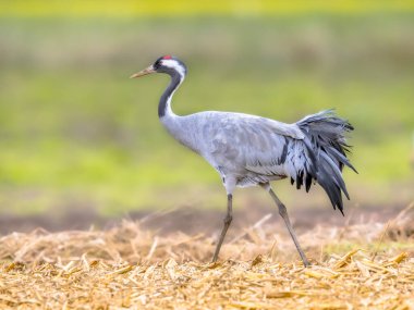 Turna (Grus grus) tarımsal alanda yürüyen büyük bir göçmen kuş. Avrupa 'nın Doğası' ndaki vahşi yaşam sahnesi. Hollanda