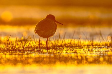 Sabahın erken saatlerinde turuncu ışıkta bataklıkta çayırlarda avlanan yaygın yaban kuşu (Tringa totanus). Doğadaki vahşi yaşam sahnesi. Netherandlar.