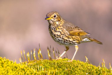 Şarkı ardıç kuşu (Turdus philomelos) yeşil ekolojik bahçe arka planına sahiptir. Avrupa 'nın en tanıdık kuşlarından biri parklarda ve bahçelerinde. Doğadaki vahşi yaşam. Hollanda.