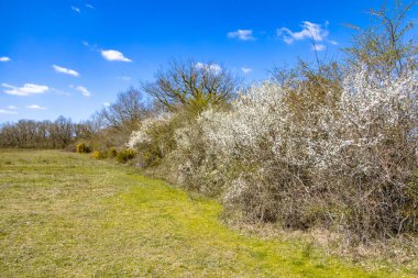 Mart 'ta Amelanchier (Amelanchier Ovalis), Common Gorse (Ulex europaeus) ve Common hawthorn (Crataegus monogyna) ile rüzgarda esen ağaçlar, La Brenne France