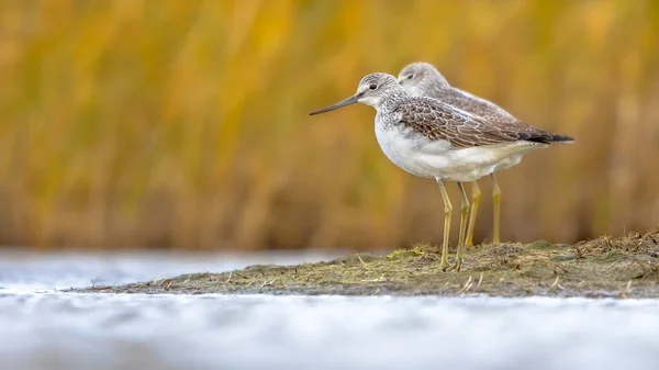 一般的なグリーンシャンク Tringa Nblasaria 水辺の海岸で浅い水で鳥を採餌させる 自然の中で野生動物のシーン オランダのグラニンゲン — ストック写真