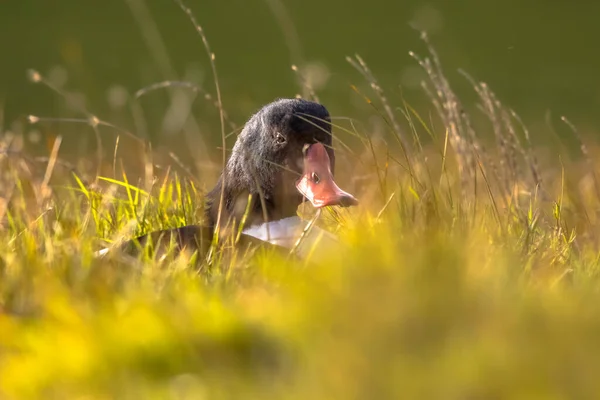 オランダのワデン海の干潟湿地にある草の中に 一般的なシャコ Tadorna Tadorna の水鳥が休んでいます 自然の中で野生動物のシーン — ストック写真