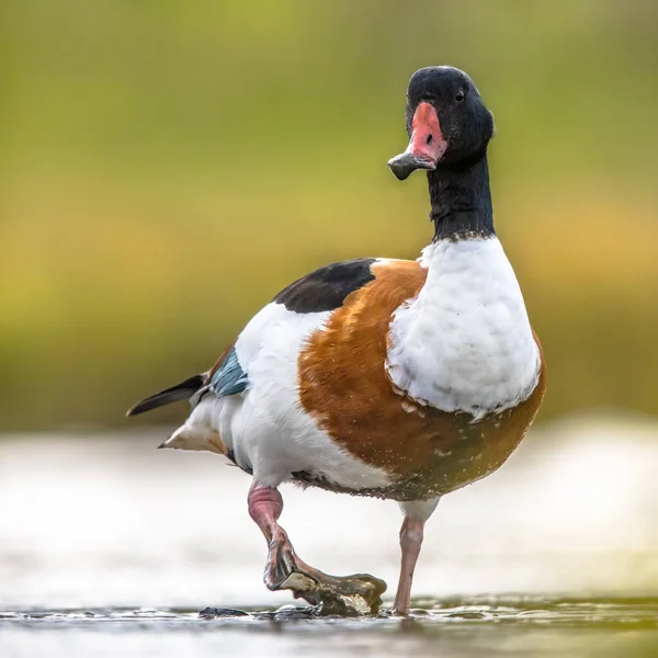 Gewöhnliche Ente Tadorna Tadorna Wasservögel Auf Nahrungssuche Flachen Wasser Des — Stockfoto
