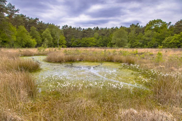 Fen Heathland Habitat Forest Edge Nature Reserve Westerwolde Sellingen Netherlands — Stock Photo, Image