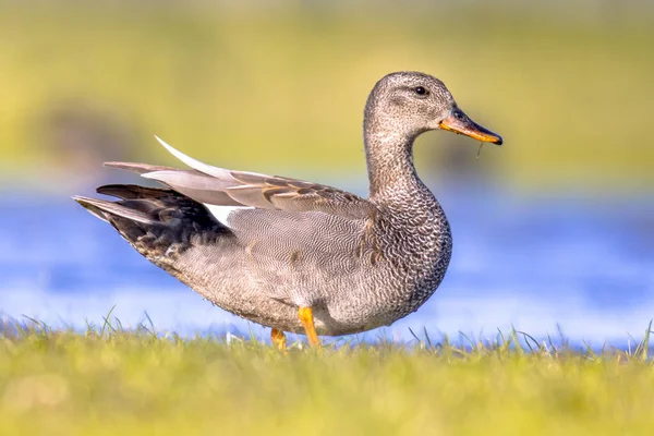 Gadwall Mareca Strepera Bird Foraging Wetland Duck Quite Common Bird — Stock Photo, Image