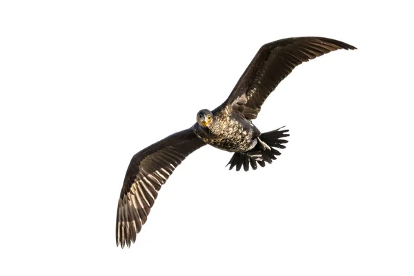 바탕에 Phalacrocorax Carbo 날리는 커다란 아시아 아프리카 오스트레일리아 북미에서 — 스톡 사진
