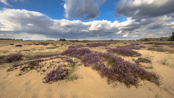 Pozvánka Krajinnou Scénu Vřesovišť Národním Parku Hoge Veluwe Provincie Gelderland — Stock fotografie