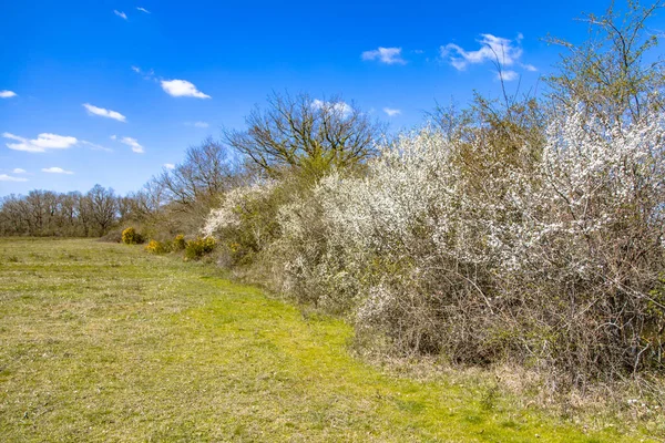 Träd Och Buskar Ett Vindskydd Med Blommor Amelanchier Amelanchier Ovalis — Stockfoto