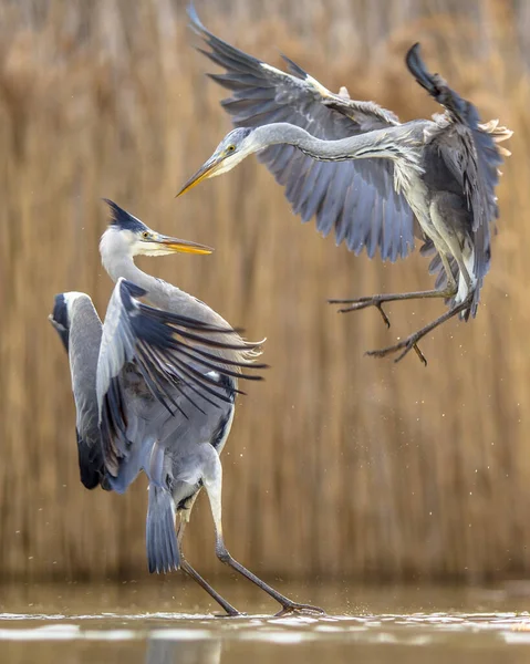 Two Grey Herons Fighting Territory Lake Csaj Kiskunsagi National Park — Stock Photo, Image