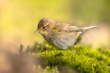Ekolojik bahçedeki yosunların üzerine tünemiş sık görülen şifaff (Phylloscopus collybita) kuşu. Doğadaki vahşi yaşam. Hollanda