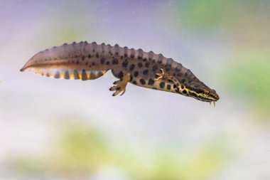 Sık rastlanan semender (Lissotriton vulgaris) erkek su amfibiği tatlı su havuzunda yüzer. Avrupa 'nın doğasında sualtı vahşi yaşam sahnesi. Hollanda.