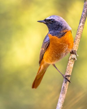 Common Redstart (Phoenicurus phoenicurus). Beautiful bird perched on branch of tree in the forest. Wildlife in nature. Netherlands. clipart