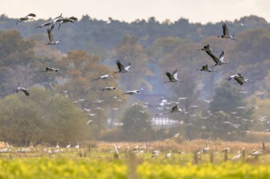Ekim ayında Almanya 'nın kırsal kesimlerinde, ortak Crane (Grus grus) kuşları göç halindedir. Almanya