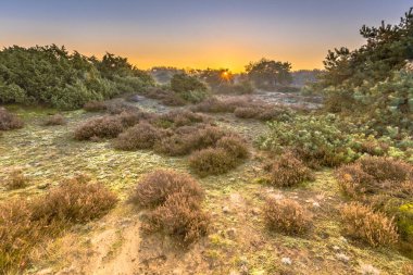 Soğuk bir sabahta, Hollanda 'nın Drenthe Eyaleti' nde, Kasım ayında soğuk bir havada Heathland 'da. Avrupa 'nın doğasında manzara manzarası,