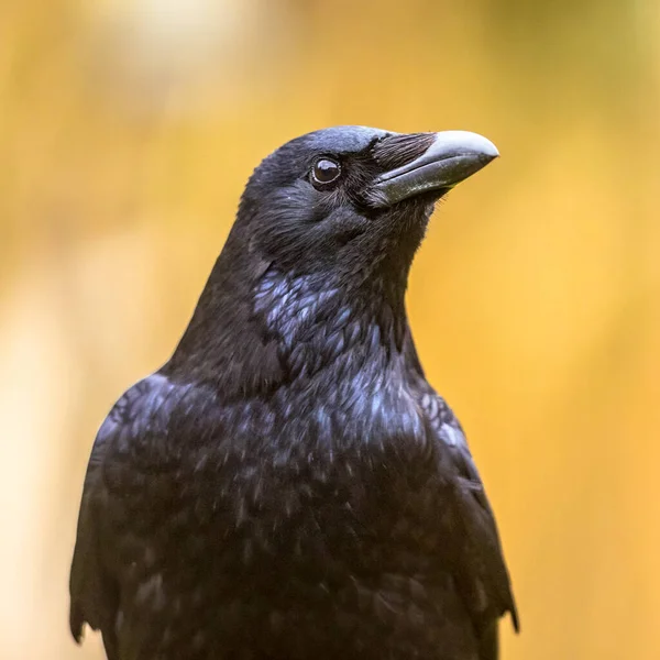 Carrion Crow Corvus Corone Black Bird Portrait Head Looking Camera — Stock Photo, Image