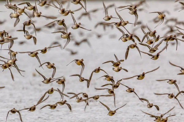 주하는 Eurasian Teal Anas Crecca 무리는 Lauwersmeer 서식지에서 동물의 유럽의 — 스톡 사진