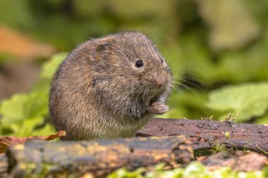 Field vole or short-tailed vole (Microtus agrestis) walking in natural habitat green forest environment. clipart