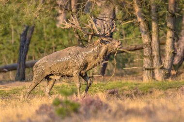 Hollanda 'nın Veluwe kentinde sonbaharda çiftleşme mevsiminde erkek kızıl geyik (Cervus elaphus). Avrupa 'da vahşi yaşam sahnesi.