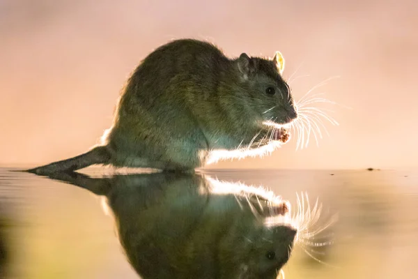 Καφέ Αρουραίος Rattus Norvegicus Που Περπατά Μέσα Στο Νερό Νύχτα — Φωτογραφία Αρχείου