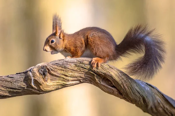 Eurázsiai Vörös Mókus Sciurus Vulgaris Törzsön Erdőben Keresi Veszélyt Achterhoek — Stock Fotó