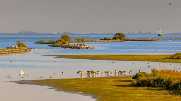 Natuurscene Met Veel Vogelleven Haringvliet Brakish Inlet Provincie Zeeland Het — Stockfoto