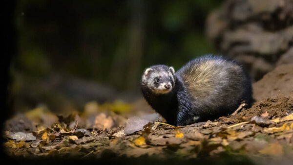European polecat (Mustela putorius) in forest in natural environment in darkness at night. Netherlands.
