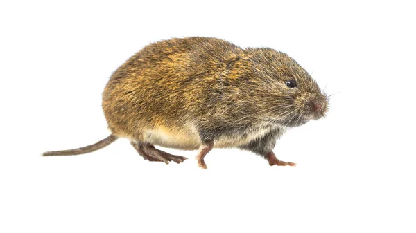 Boční Pohled Pole Vole Nebo Short Tailed Vole Microtus Agrestis — Stock fotografie