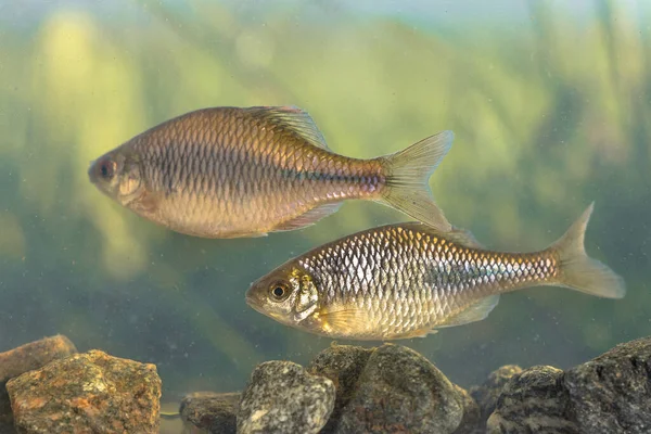 Peixes Selvagens Europeus Amargurados Rhodeus Amarus Nadando Debaixo Água Ambiente — Fotografia de Stock