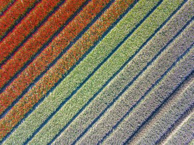 Yukarıdan lale tarlası. Hollanda 'nın Drenthe eyaleti, Beilen yakınlarındaki Ampul tarlalarının hava görüntüsü