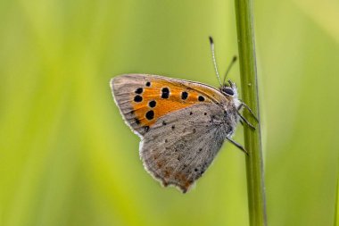 Yeşil arka planda yeşil dal üzerinde dinlenen yaygın bakır (Lycaena phlaeas)