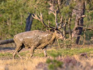 Hollanda 'nın Veluwe kentinde sonbaharda çiftleşme mevsiminde erkek kızıl geyik (Cervus elaphus). Avrupa 'da vahşi yaşam sahnesi.