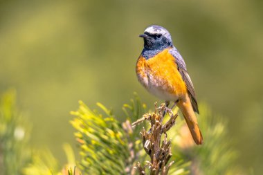 Yaygın Redstart (Phoenicurus phoenicurus). Ormandaki ağacın dalına tünemiş güzel bir kuş. Doğadaki vahşi yaşam. Hollanda.