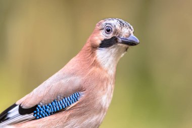 Meraklı Avrasyalı Jay 'in (Garrulus glandarius) Hollanda' nın parlak arka planına sahip bir liken ve yosun kökü üzerindeki portresi