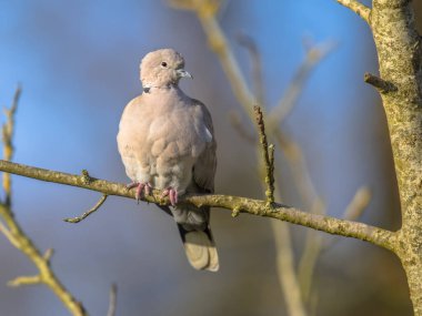 Avrasya 'nın yakalı güvercini (Streptopelia decaocto), mavi gökyüzüne karşı ekolojik bahçedeki ağaçtaki dala tünemişti. Doğadaki vahşi yaşam. Hollanda.