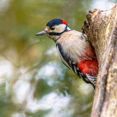 Ormanda büyük benekli ağaçkakan (Dendrocopus major) portresi. Doğadaki vahşi yaşam. Hollanda